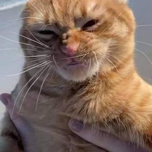 Meet your Posher, Regina